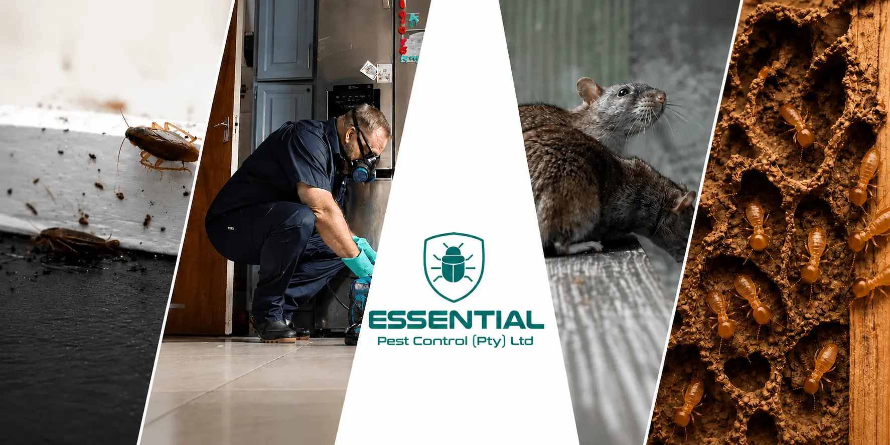 Essential Pest Control technician treating a kitchen, alongside a cockroach, rat and termite-damaged wood